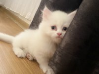 Şaka gibi ama gerçek british longhair tatlişler