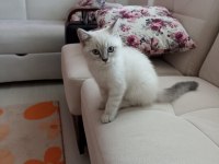 British shorthair oğlumuz