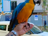 FULL EVCİL SARI LACİVERT MACAW PAPAĞANIMIZ GELMİŞTİR
