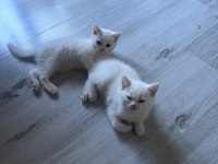 2 aylık british shorthair bebişlere yuva arıyorum