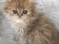 British longhair golden erkek yavrum
