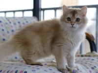 British longhair erkek kedimiz