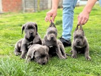 Blue cane corso yavrular