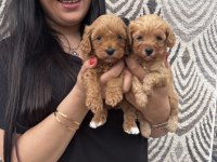 Ufacık maltipoo yavrularım