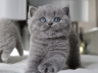 Tombul Kedimiz Gri British Shorthair