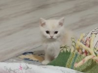 Scottish fold yavru görüşülür