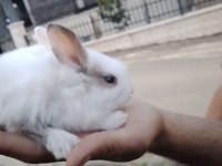 HER CİNSTEN CÜCE MİNİ LOP TAVŞAN YAVRUSU BULUNUR