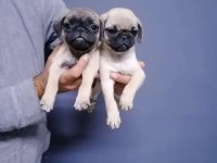 Irk Ve Sağlık Garantili Pug Yavrular