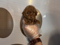 TEACUP TOY POODLE YAVRULARIMIZ