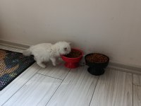 British longhair kedisi