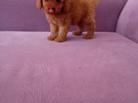 Poodle yavrularımız Mini boy ırk garantili teslim