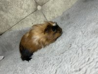 Minik ginepig bebeklerimiz