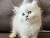 British longhair yavrularım