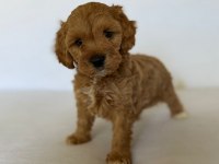 Tatlı Toy Poodle Yavru