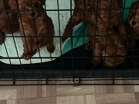 DARK RED 1 numara toy poodle ve tee cup toy poodle yavru