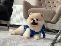 Erkek pomeranian boo party colour