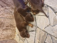 Doberman yavrularımız