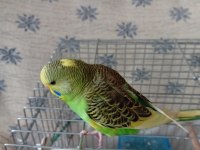25 GÜNLÜK ÇEKOSLAVAK ERKEK MUHABBET KUŞLARI 2 TANE