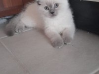 BRİTİSH SHORTHAİR ERKEK EŞYALARIYLA SAHİPLENDİRME