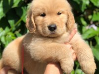 GOLDEN RETRİEVER CİNSİ PUPPİES