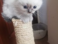 British Silver Bluepoint Yavru British Shorthair