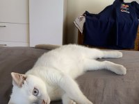 British Shorthair Blue Point 5 Aylık Yavru