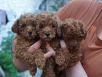 Birbirinden sevimli toy poodle yavrularımız