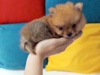 MİNİ BOY POMERANİAN
