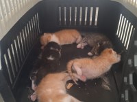 ACİL YUVA KEDİLERE