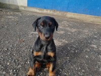 Eğitimli Doberman Yavrular