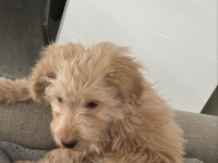 Yavru Maltipoo Köpeği