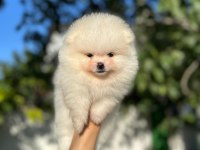 ERKEK DİŞİ POMERANİAN YAVRULARIMIZ
