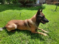 Belgian Malinois Orjinal çok güzel siyah renkleri
