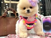 Pomeranian Dişi Köpeğimiz
