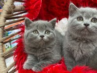 Üç tane british shorthair bebekler