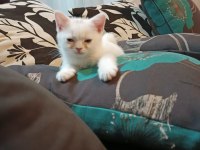 İnsan aşığı british shorthair