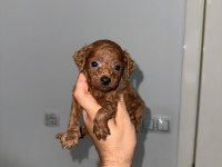 Korkan dark Brown Poodle bebekler