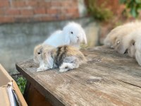 Hollanda Lop ve Teddy Lop Tavşan Yavrularımız