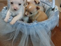 Sıfır boy chihuahua yavrular