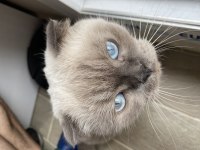 Scottish Fold 2 Yaşında