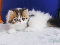 Exotic shorthair kedimiz
