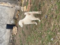 Sivas kangal yavrularımız sahiplendirilecektir