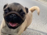 PUG CİNSİ 3.5 AYLIK DİŞİ KÖPEK (EŞYALARIYLA BERABER)