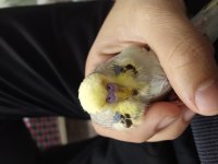 Jumbo muhabbet kuşu yavru