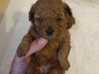 Toy poodle tea cup