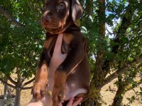 Safkan doberman yavruları