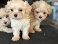 Tea Cup Kore Maltipoo Petmode De Ziyarete Açık