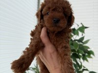 Toy Poodle yavrularım