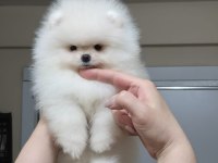 ÜST KALİTE KAR BEYAZ TEACUP POMERANİAN BOO DİŞİ