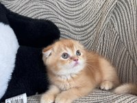 DAHA GÜZEL KEDİLER DOĞMADI